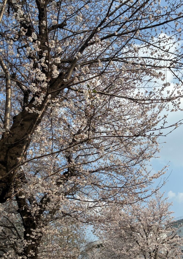 満開の桜の花。生徒さんの努力が花開く季節