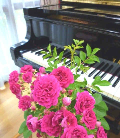 レッスンルームに飾られた、バラの花とグランドピアノ
